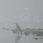Blue heron